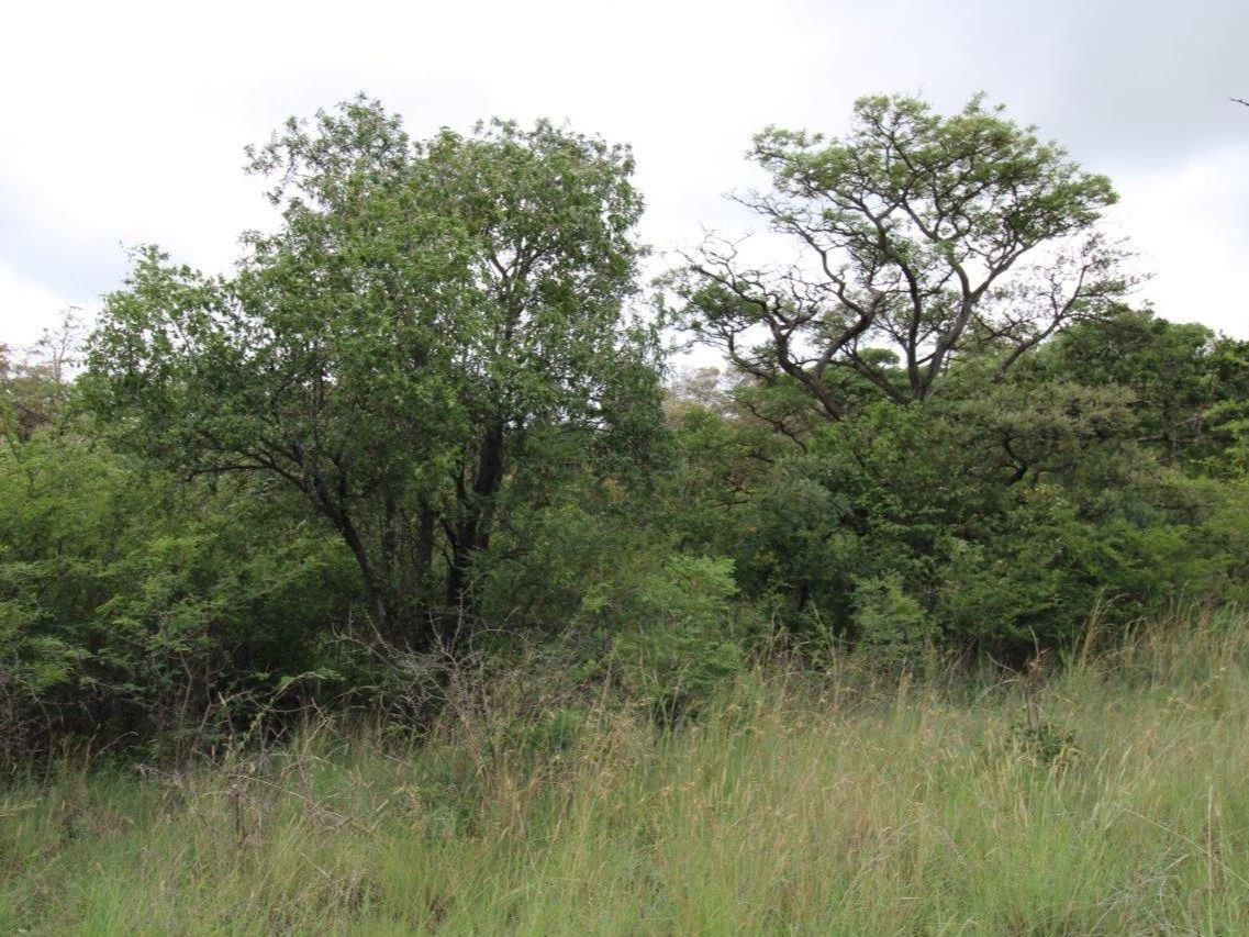 Vacant land / plot for sale in Bela Bela P24112282231