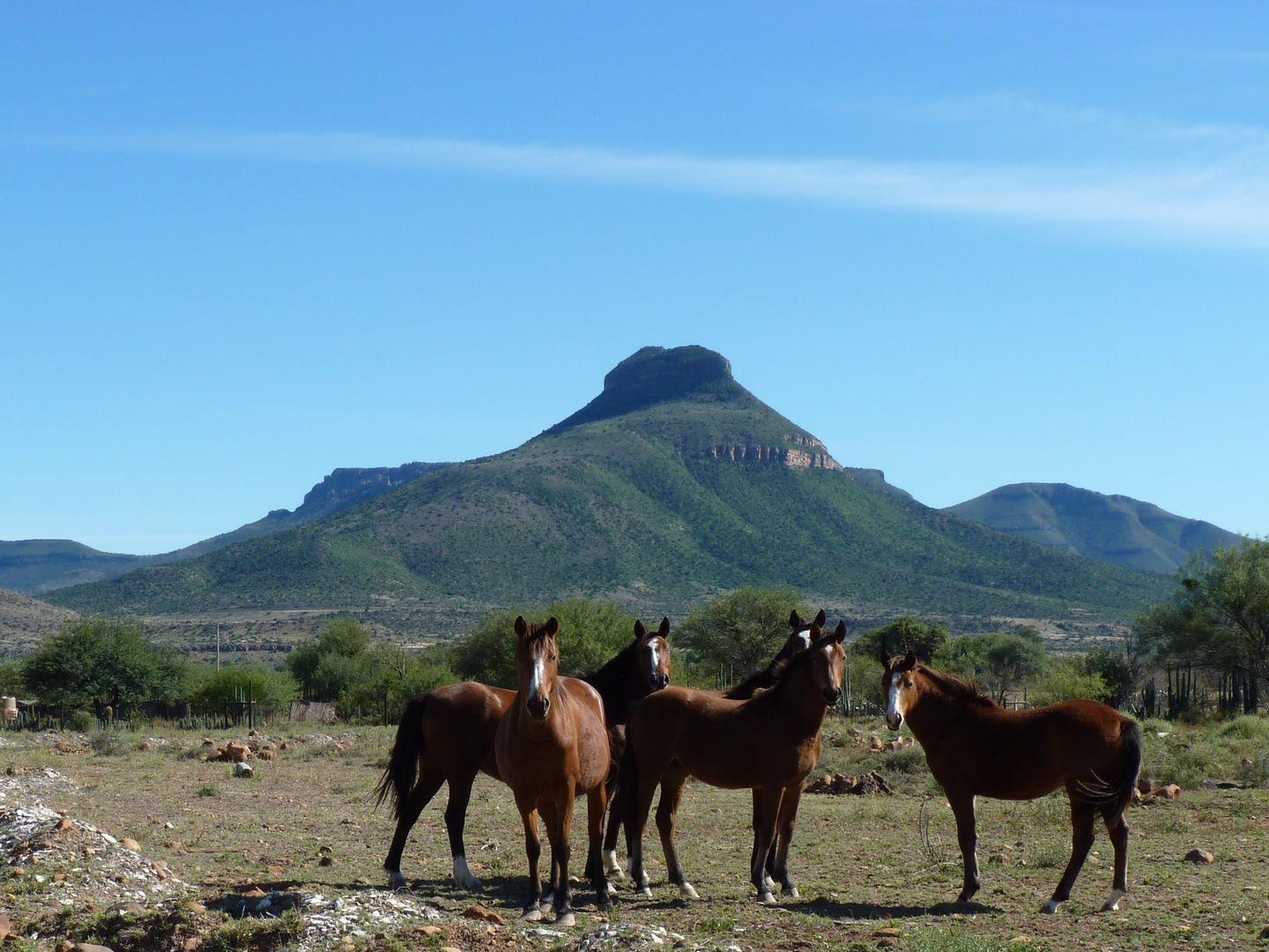 Farm for sale in Adendorp P24111274427