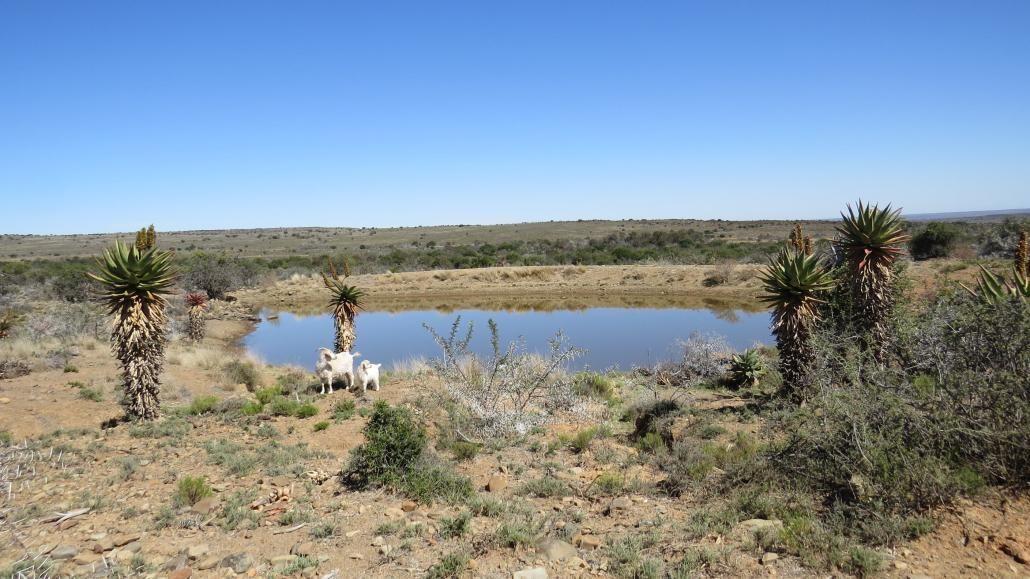 Farm for sale in Pearston P24112521077