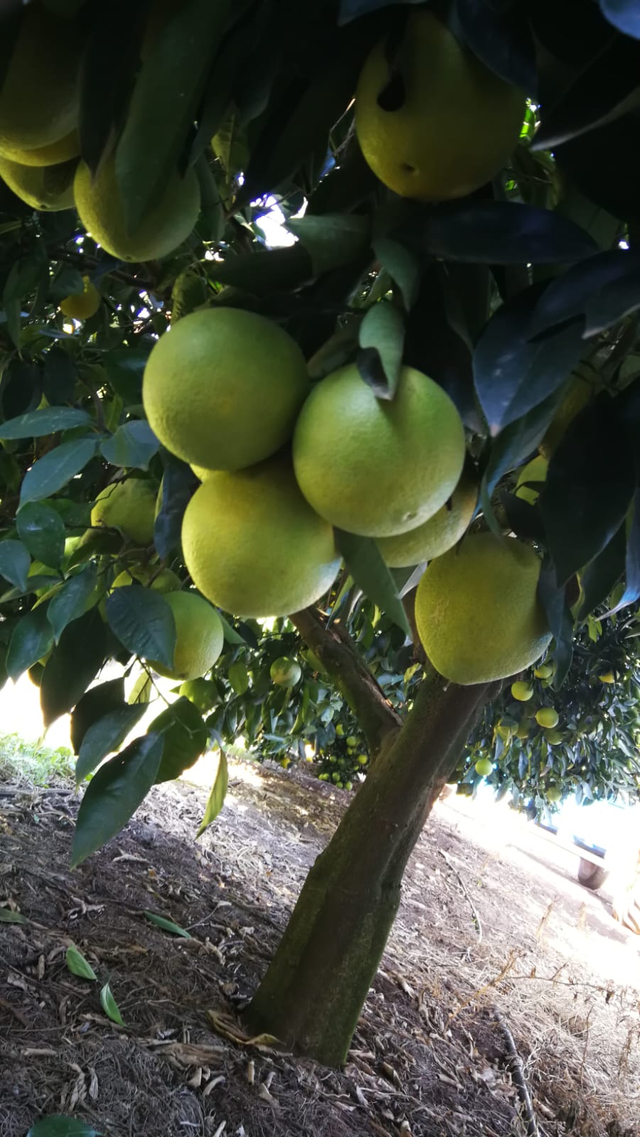 Patensie Property Farms for sale in Patensie