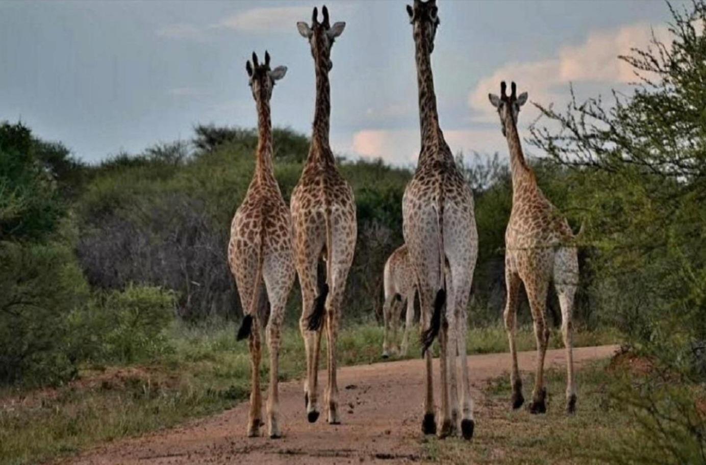 Vacant land / plot for sale in Shona Langa Ptn 111 Farm Rietgat 563