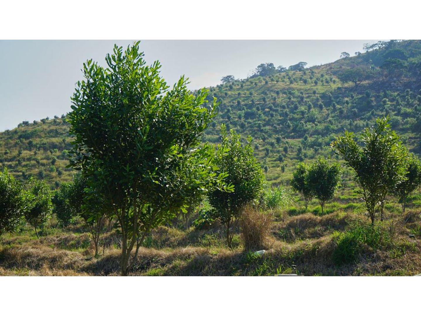 Kzn South Coast Property Farm for sale in Kzn South Coast