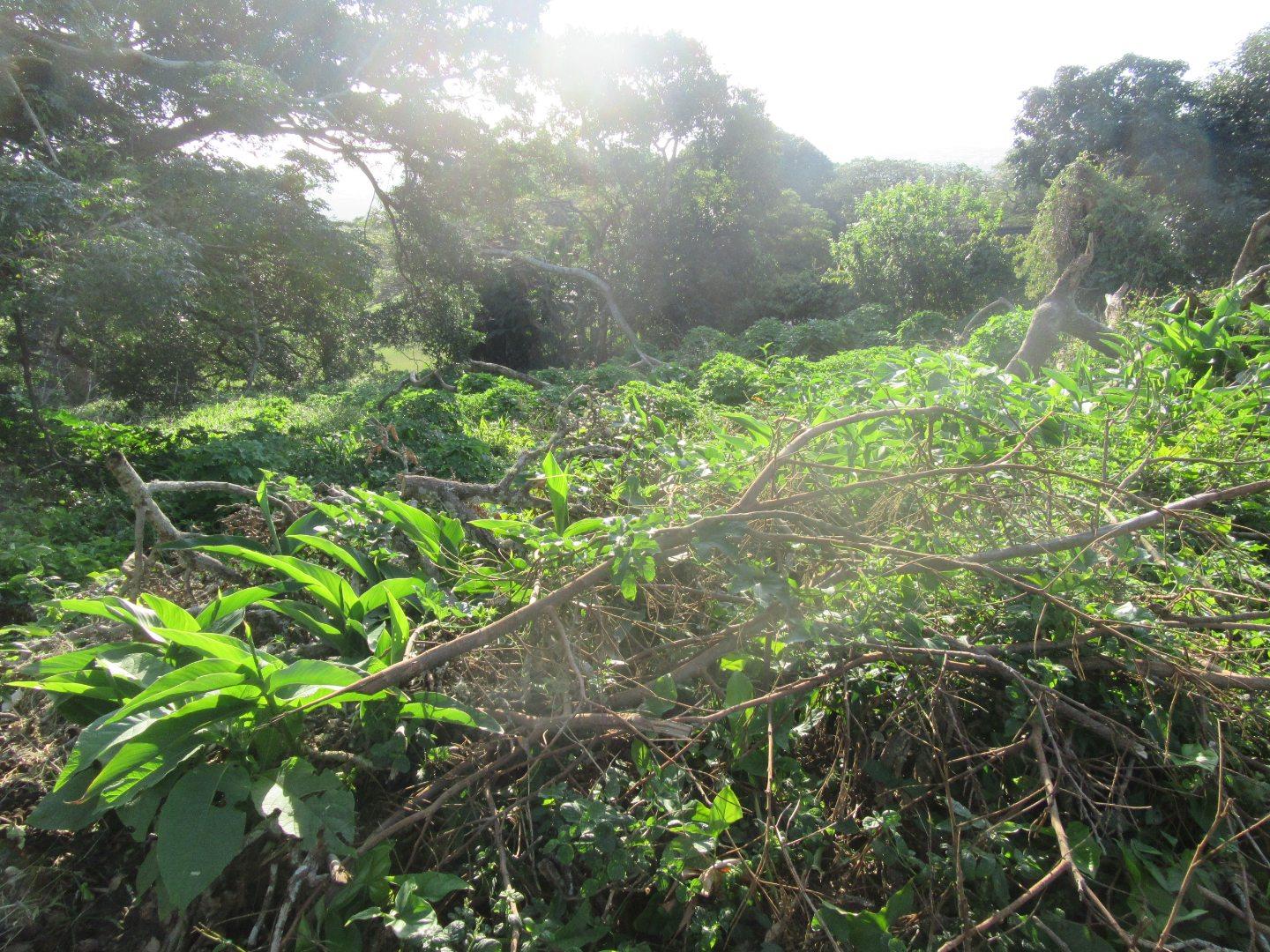 Vacant land / plot for sale in Scottburgh Central 49 Erskine St P24