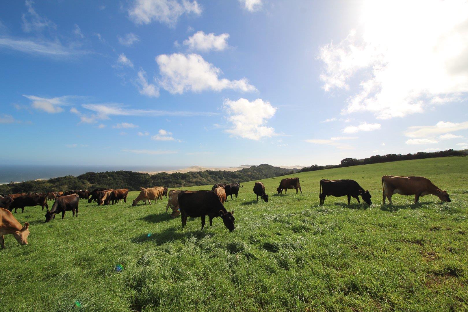 Property and houses for sale in Alexandria Alexandria Property