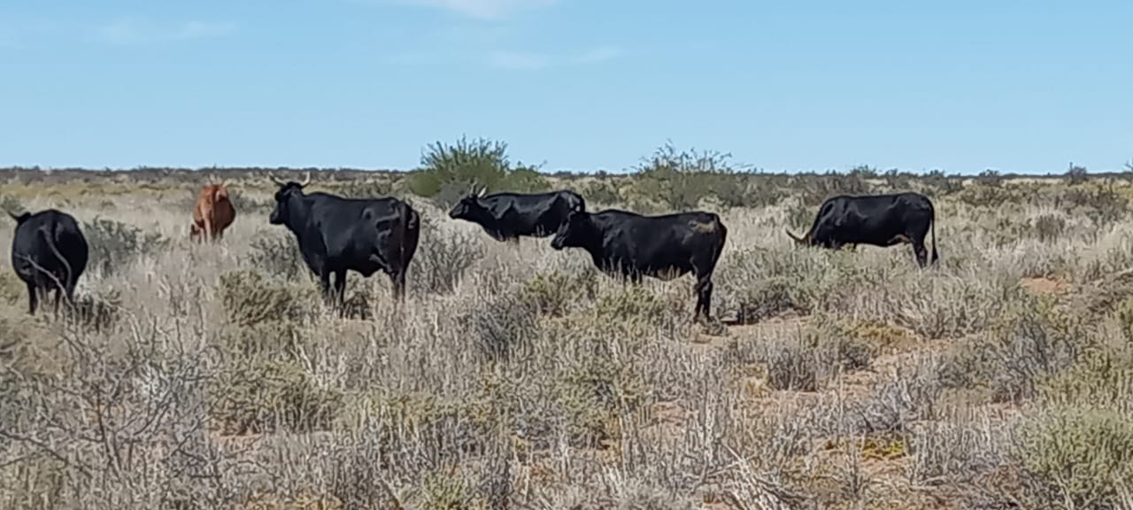 Karoo Property Farm for sale in Karoo Page 5