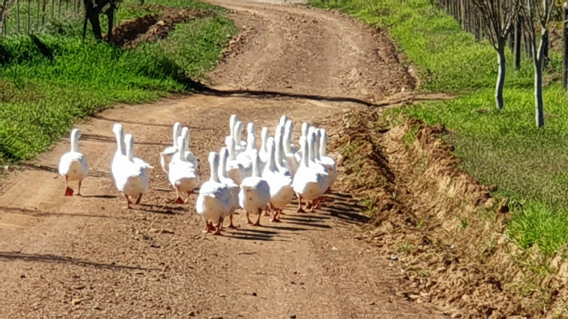 Farm for sale in Caledon Rural P24113305560