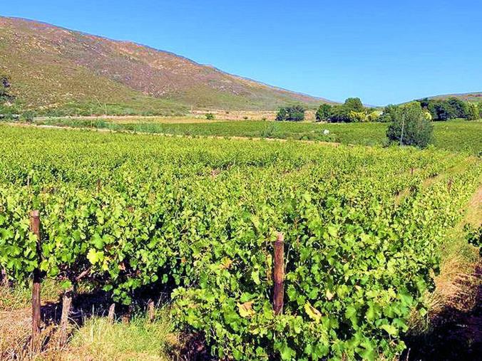 Farm for Sale in Robertson Rural