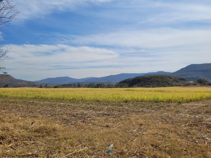 Farm for Sale in Greytown Rural