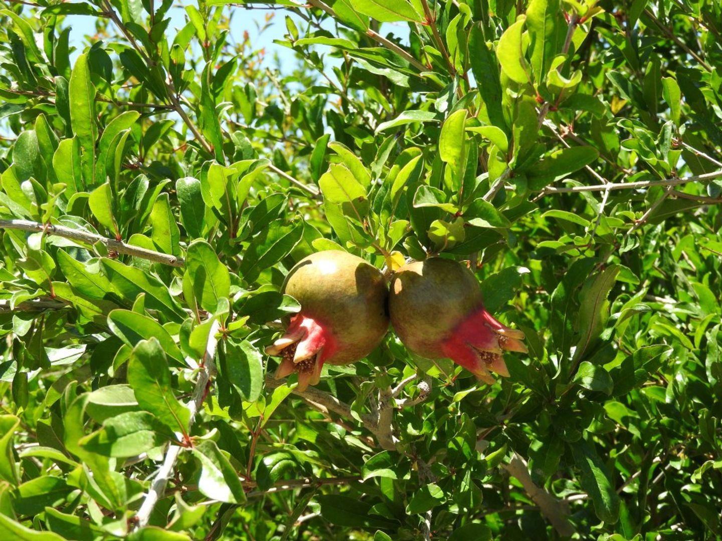 Farms for sale in Beaufort West Beaufort West Property