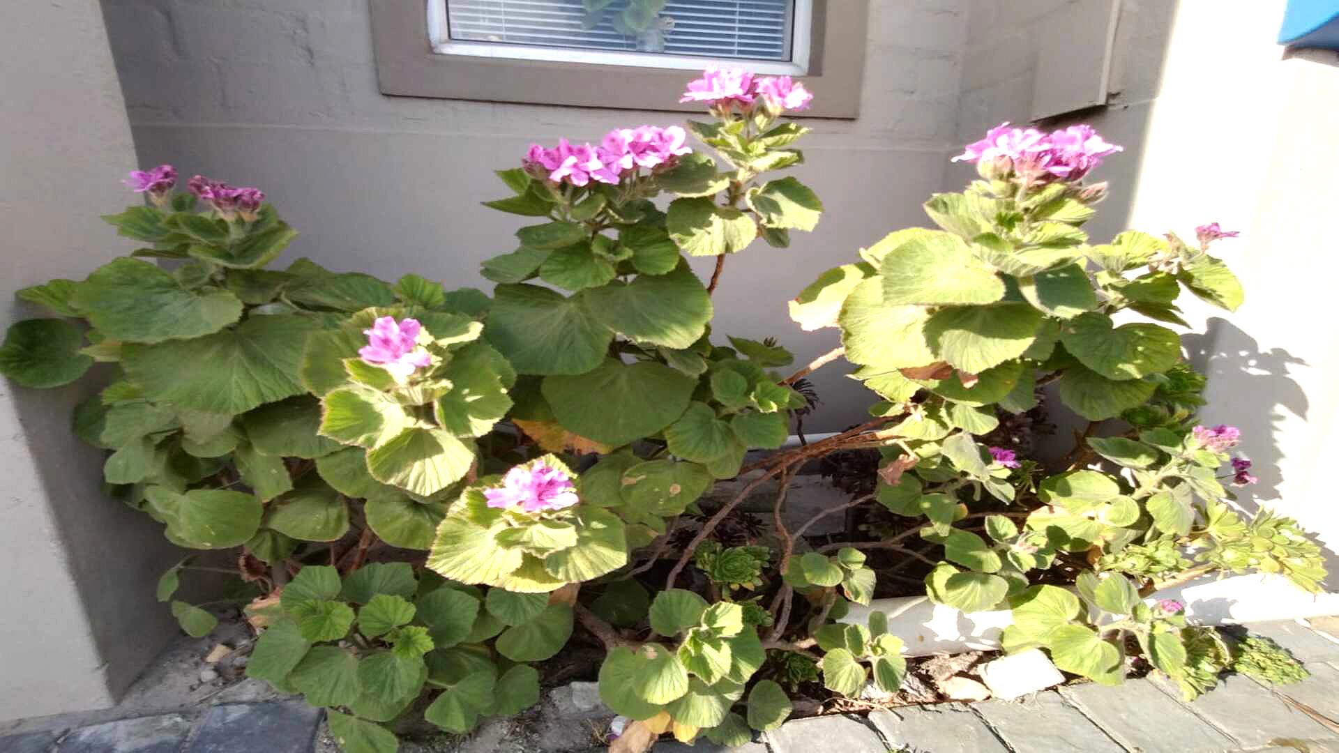 Property and houses for sale in Kuils River Kuils River Property