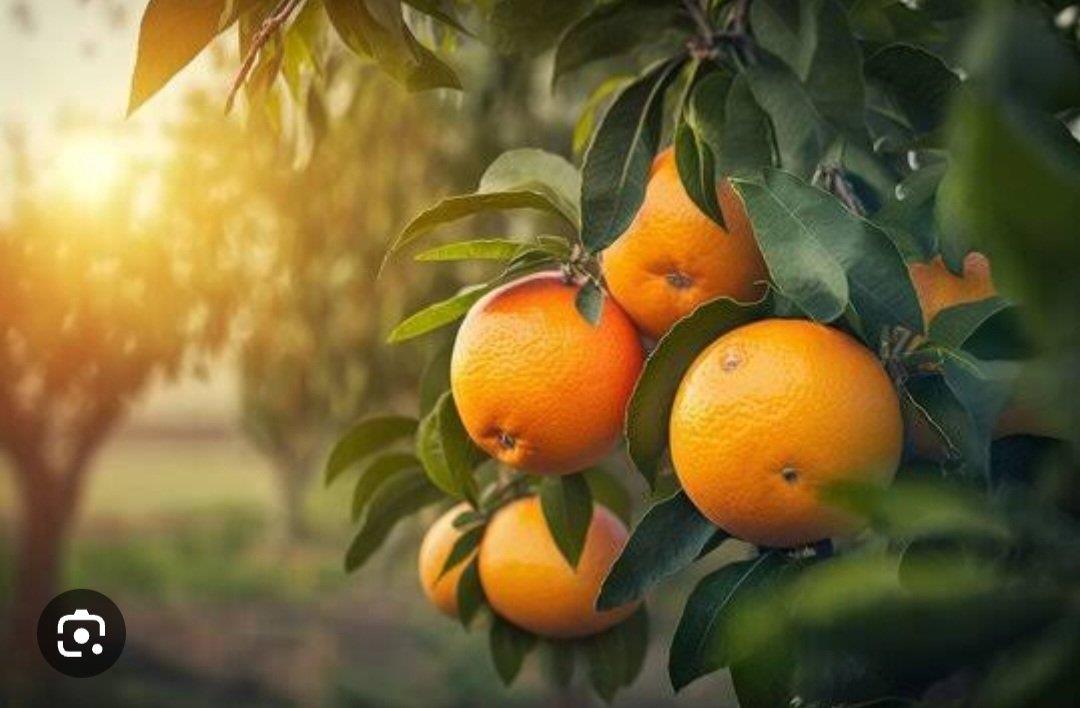 Farm for sale in Clanwilliam Rural P24113726946