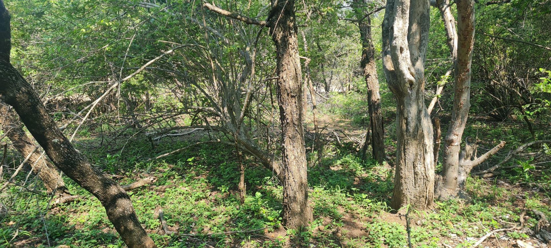 Vacant land / plot for sale in Marloth Park P24113807497