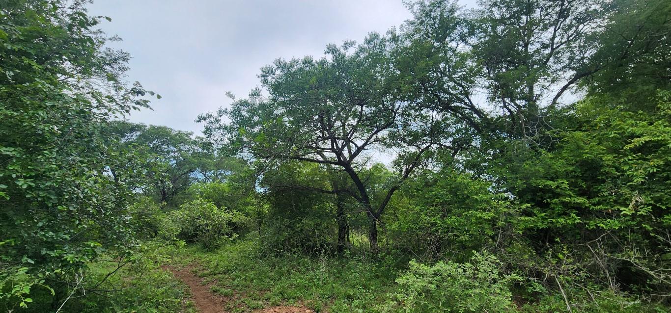 Vacant land / plot for sale in Marloth Park P24113886438