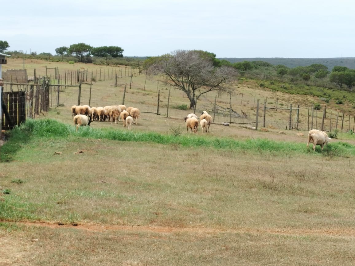 Farm for sale in Uitenhage Rural 31 Uitenhage Road P24113913174