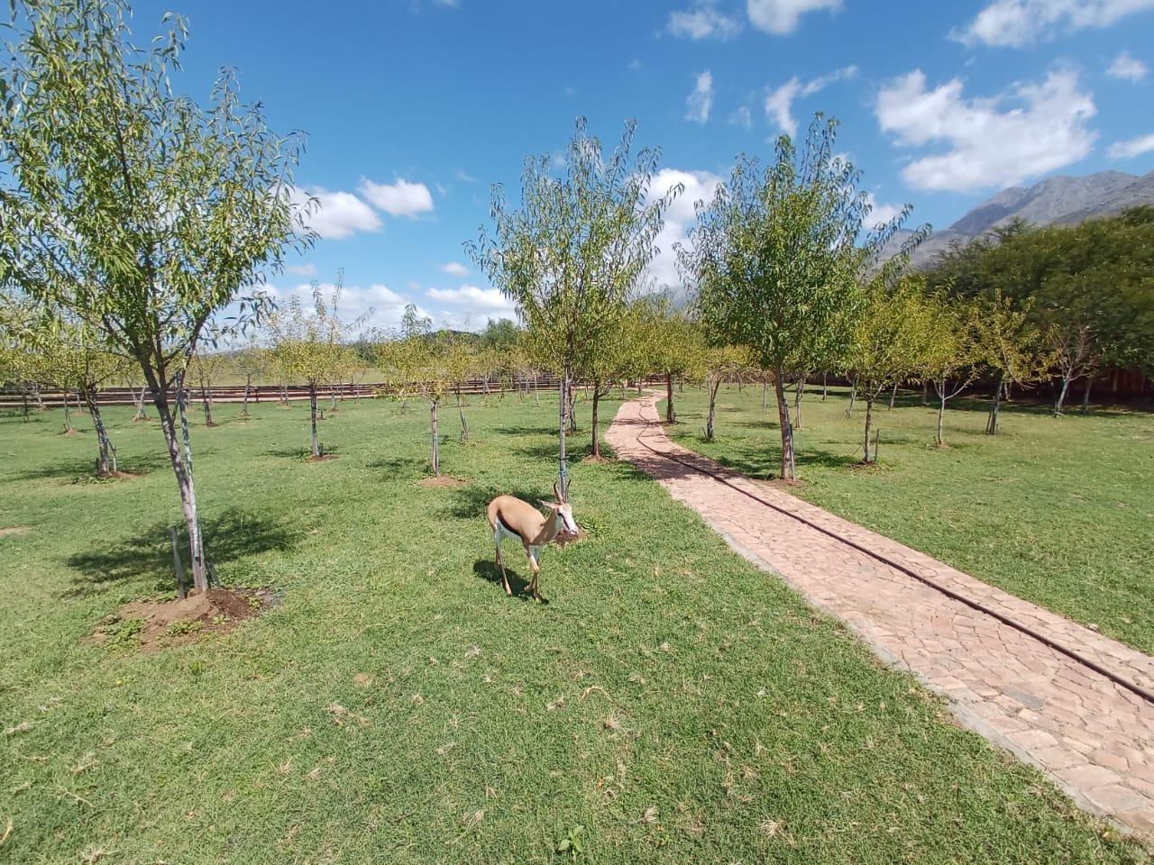 Farm for sale in Oudtshoorn Central P24113979441
