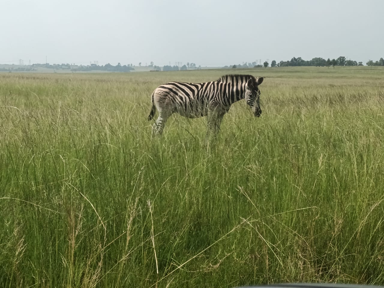 Vacant land / plot for sale in Golden Mile Estate P24114396649