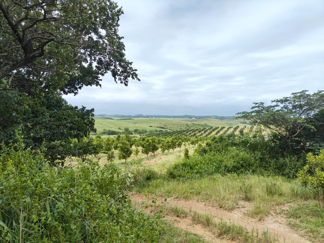 Kzn North Coast Property Farm for sale in Kzn North Coast