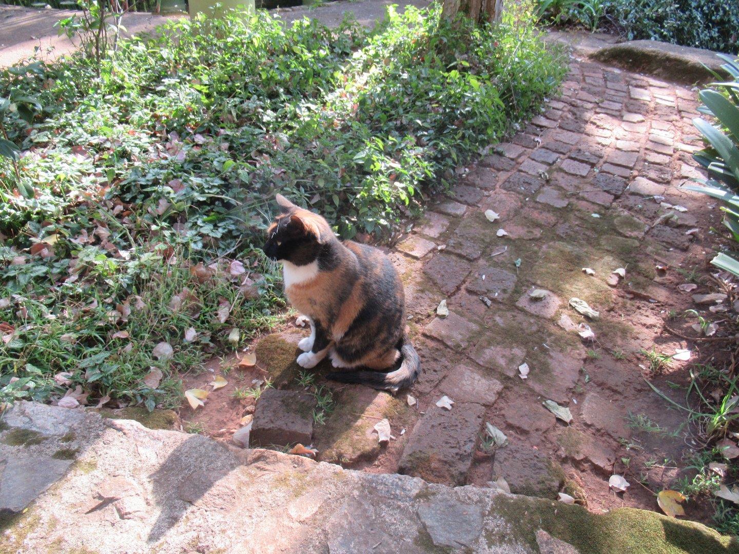 Forest Town Property Property and houses for sale in Forest Town