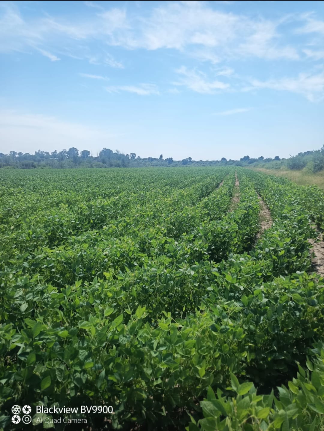 Farm for sale in Koppies Rural P24112339871