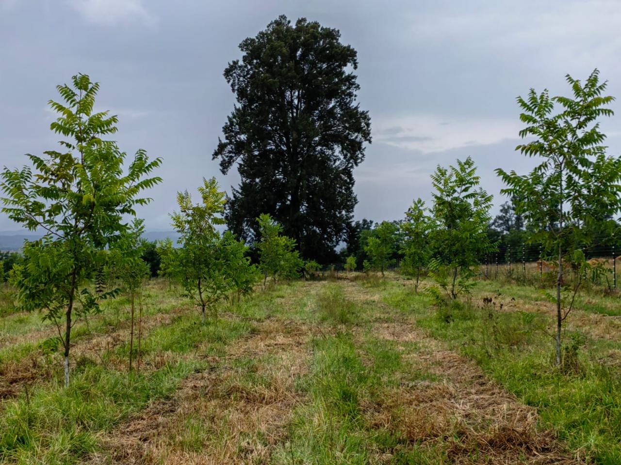 Farm for sale in Winterton Rural P24114205901