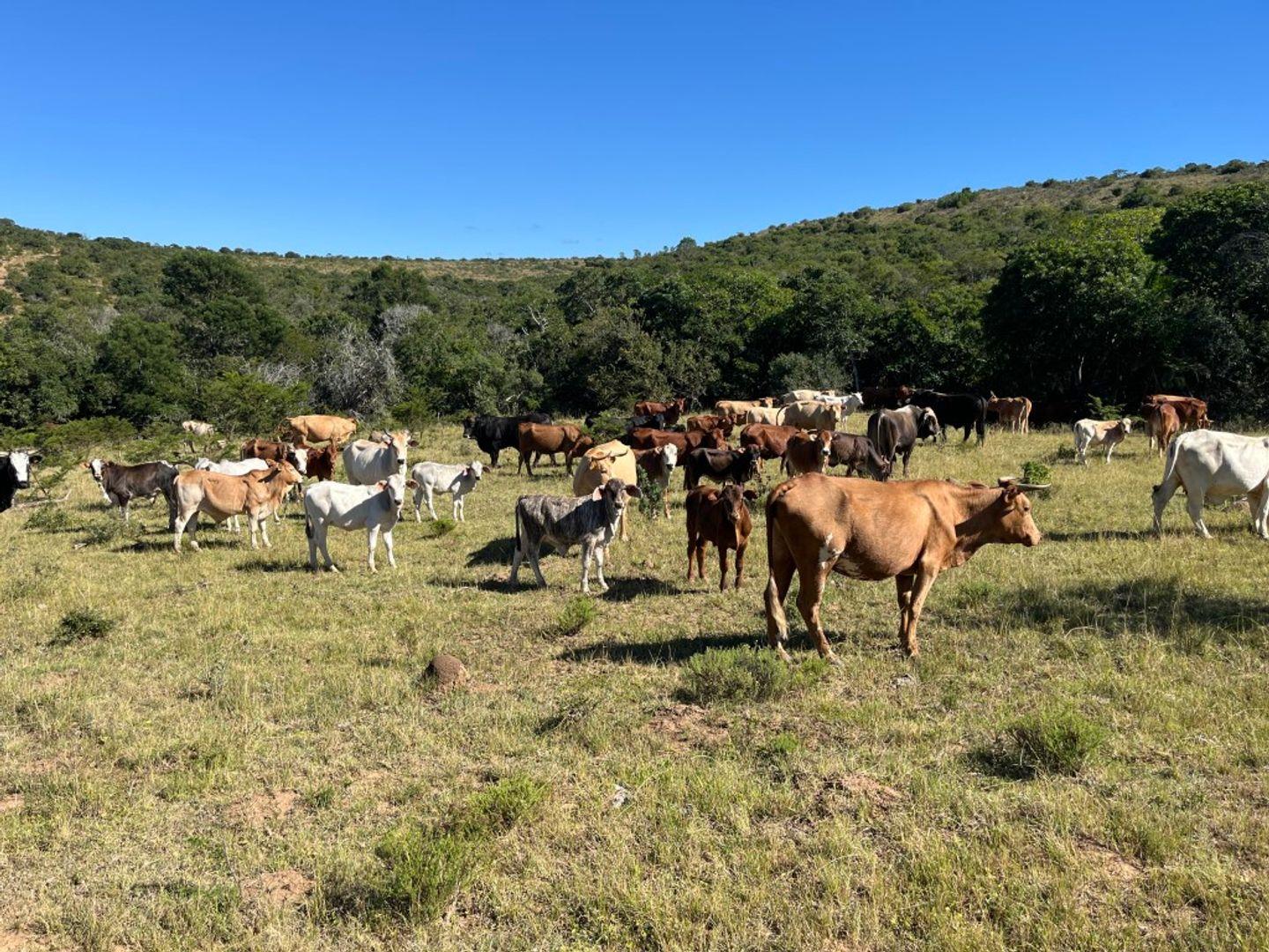 Farm for sale in Bathurst Rural P24114342188