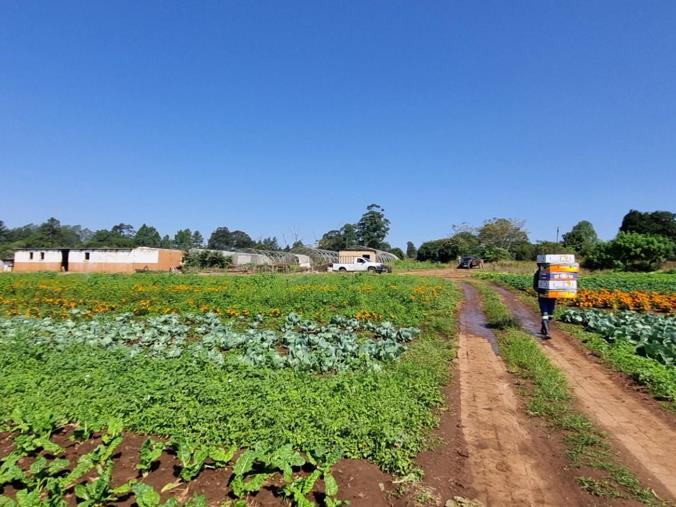 Farm for Sale in Camperdown