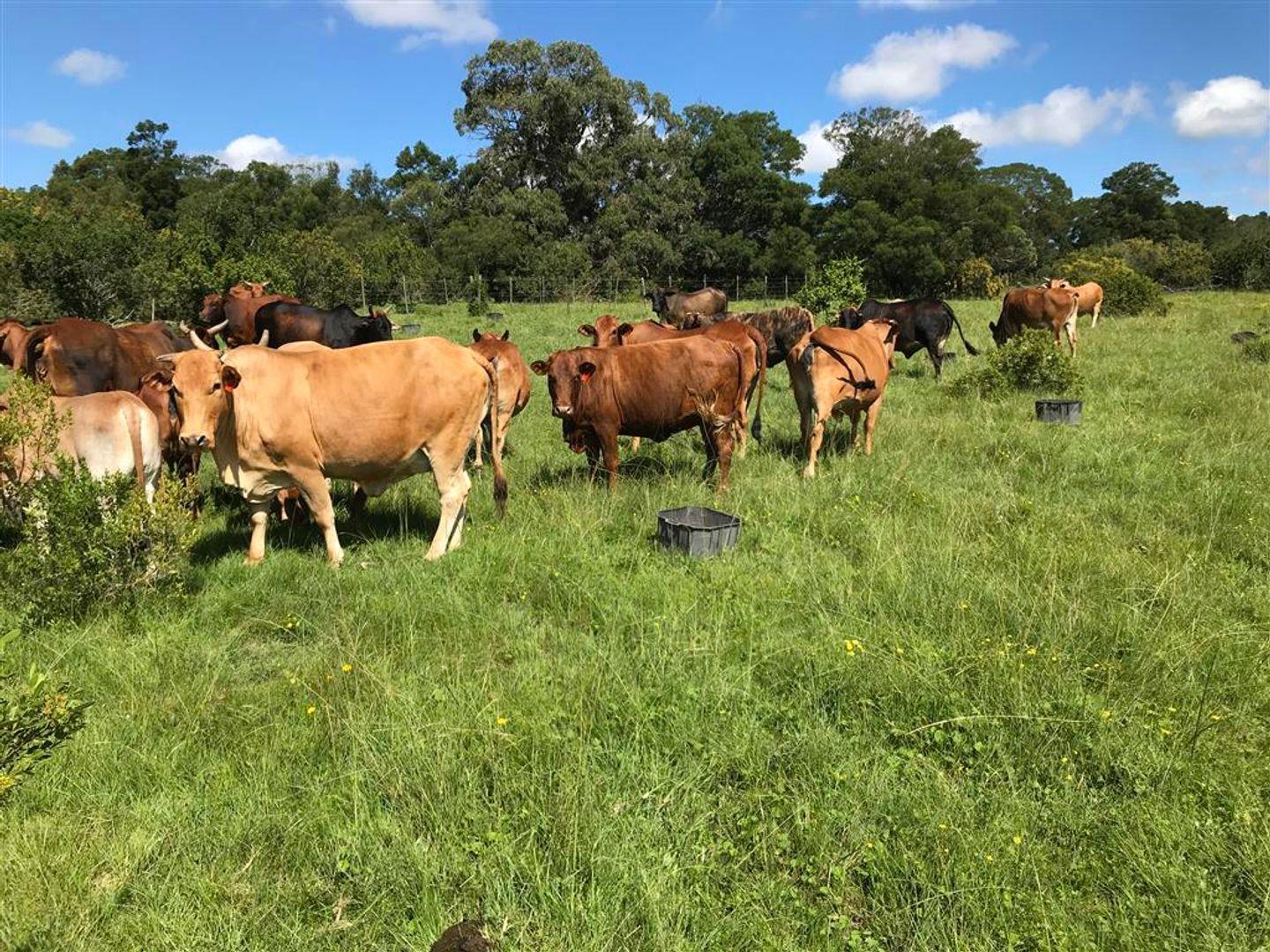 Farm for sale in Bathurst Rural P24114394618