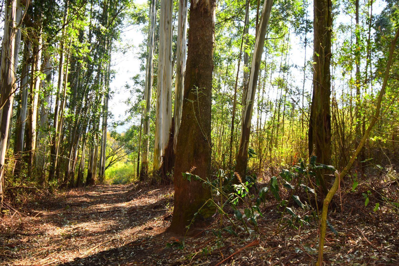 Vacant land / plot for sale in Montrose P24108887033