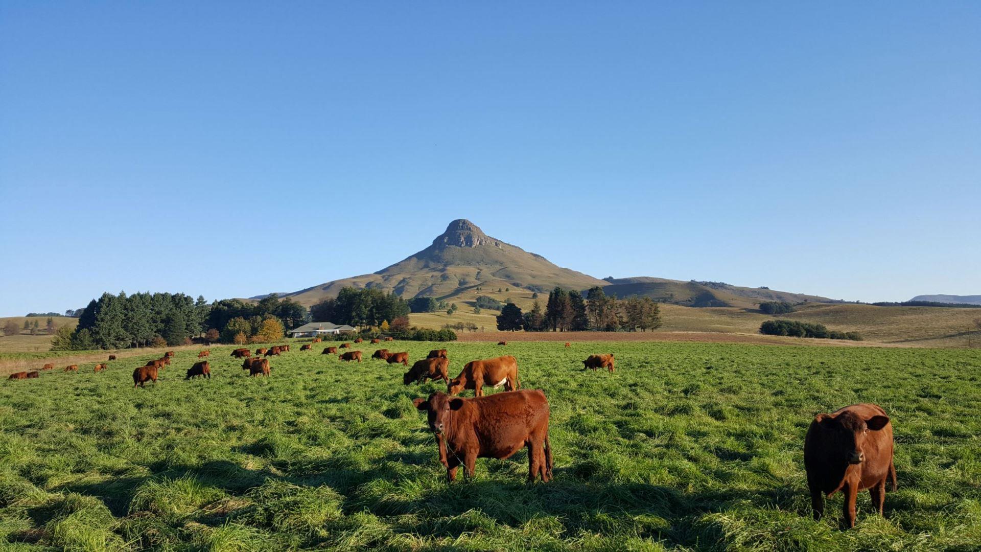 Howick Rural Property Property and houses for sale in Howick Rural