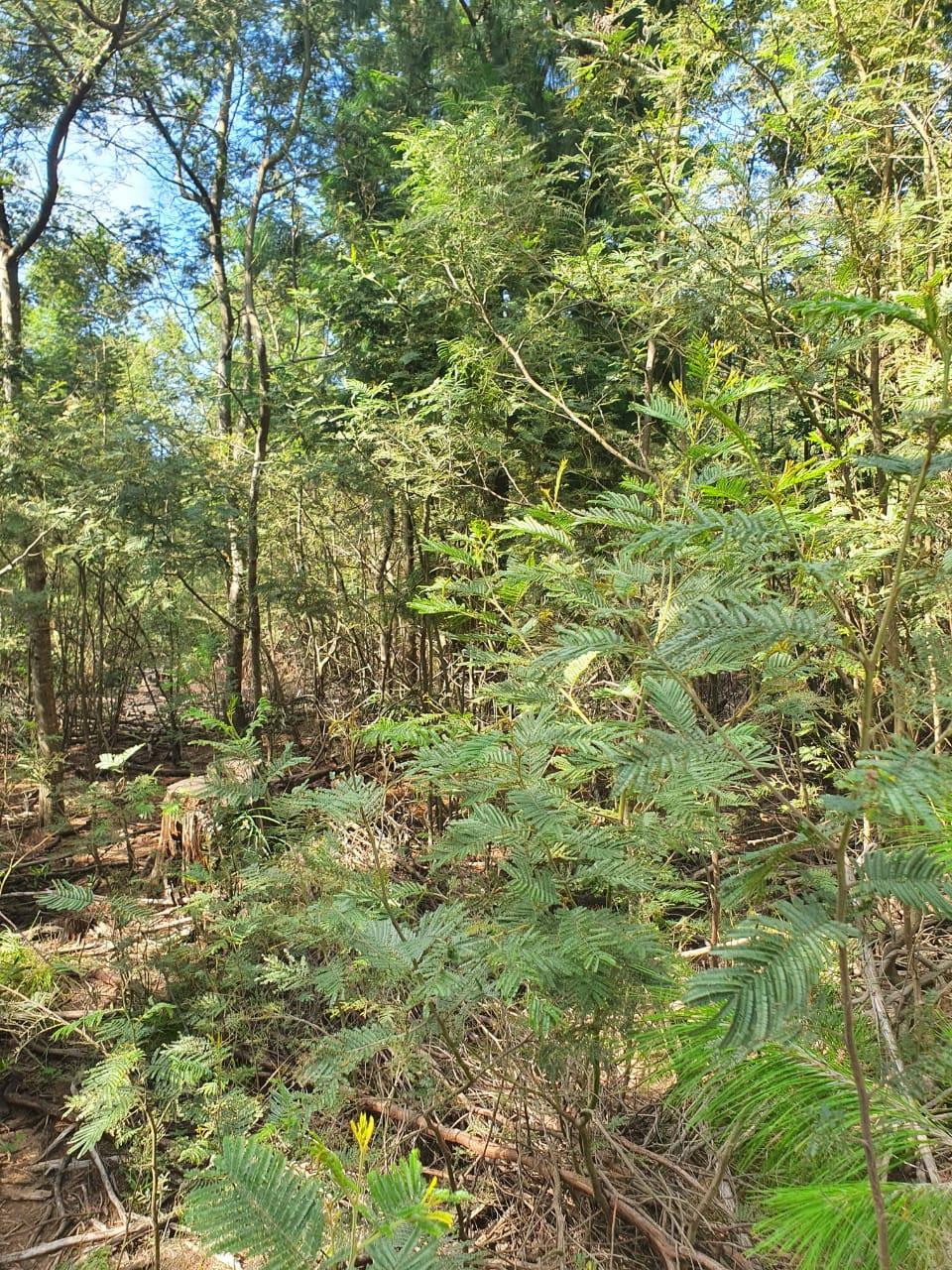 Property and houses for sale in Hogsback Hogsback Property