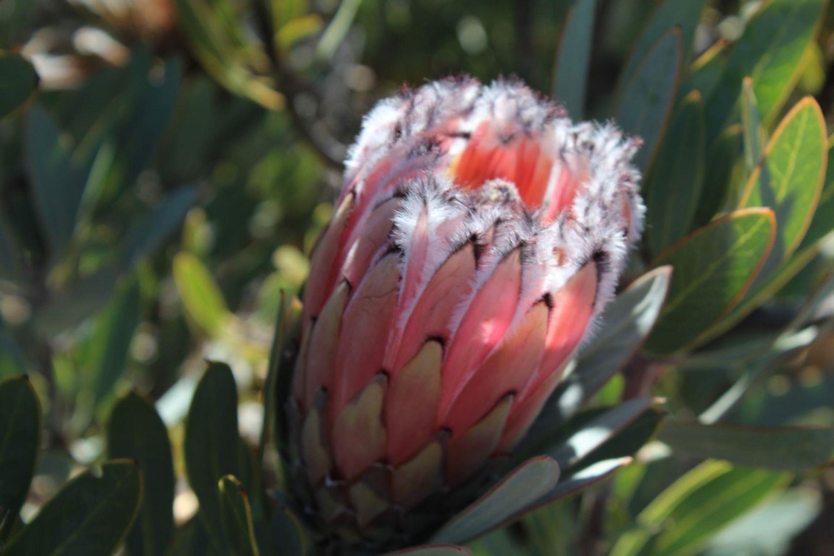 Property and houses for sale in Calvinia Calvinia Property