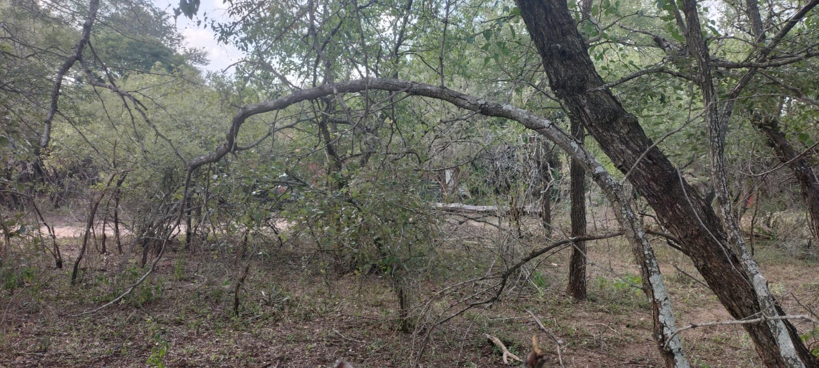 Vacant land / plots for sale in Marloth Park Marloth Park Property