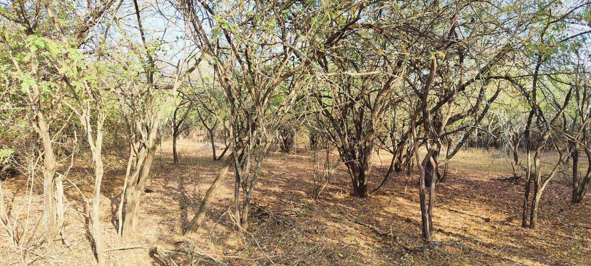 Vacant land / plot for sale in Marloth Park P24114576056