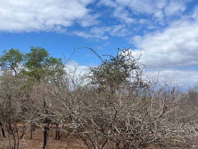 Vacant Land / Plot for Sale in Marloth Park