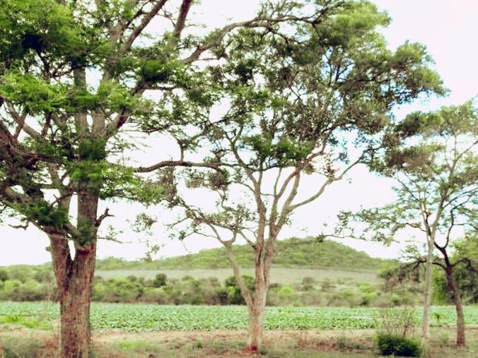 Farm for Sale in Tzaneen Rural