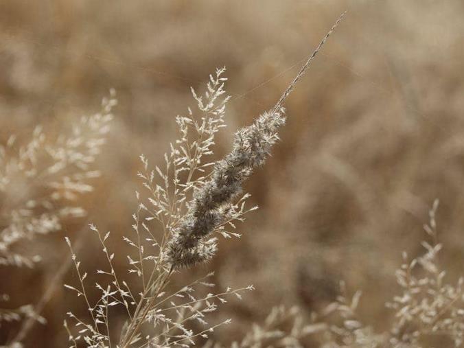 Farm for Sale in Okahandja