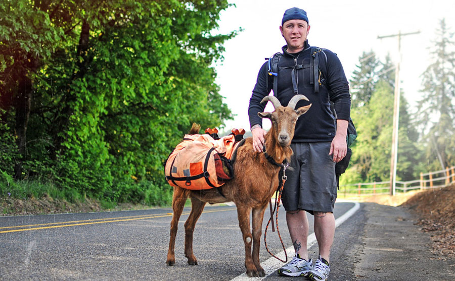 Goats may be humans' new best friend