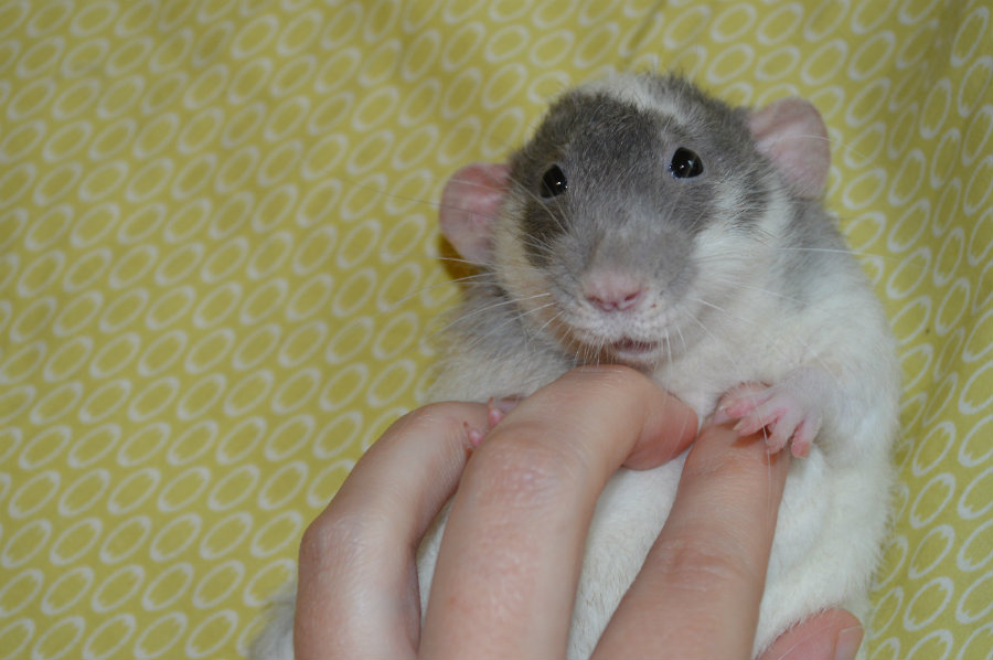 Tickling rats for science Understanding excitability and laughter