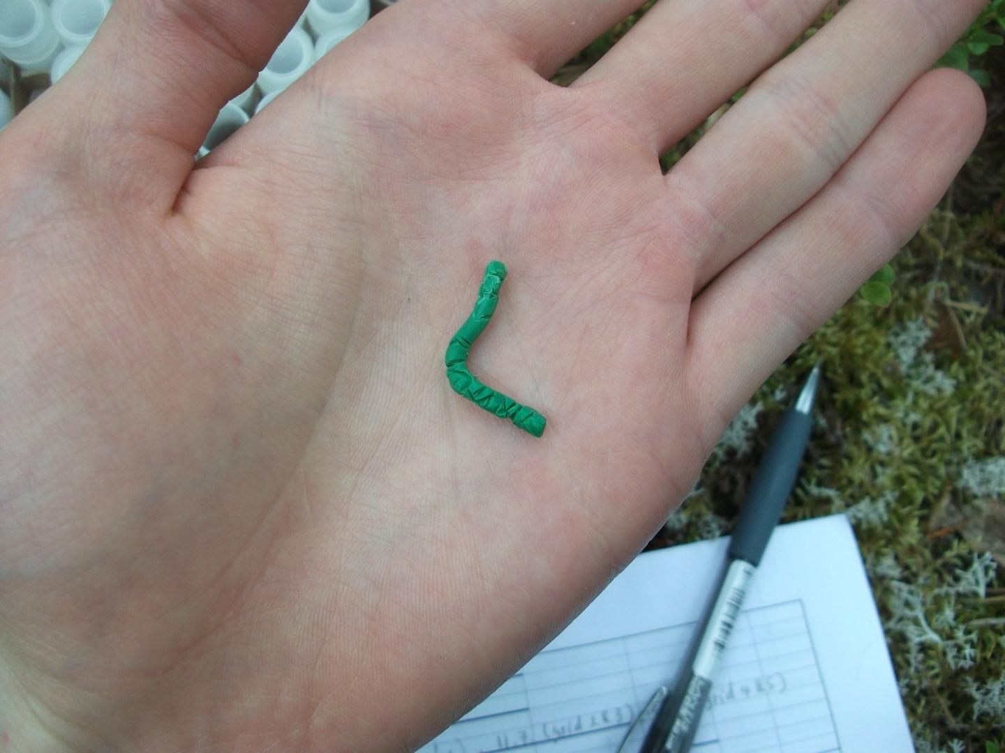 Scientists glue fake caterpillars on plants to discover predation patterns