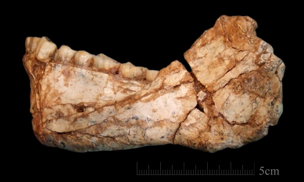 Researchers find the remains of the oldest Homo sapiens to date