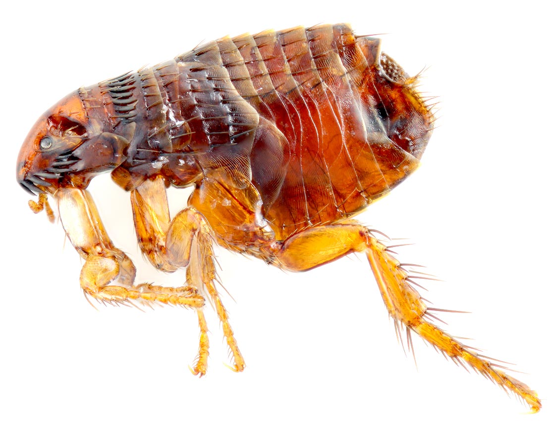 Fleas in two Arizona counties test positive for the plague
