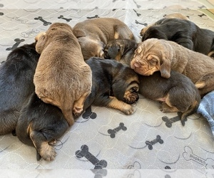 Bloodhound Puppies for Sale near 12480, USA, Page 1 (10