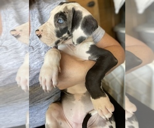 Fountain licensed great danes breeders. Great Dane Puppies For Sale In Alaska Usa Page 1 10 Per Page Puppyfinder Com