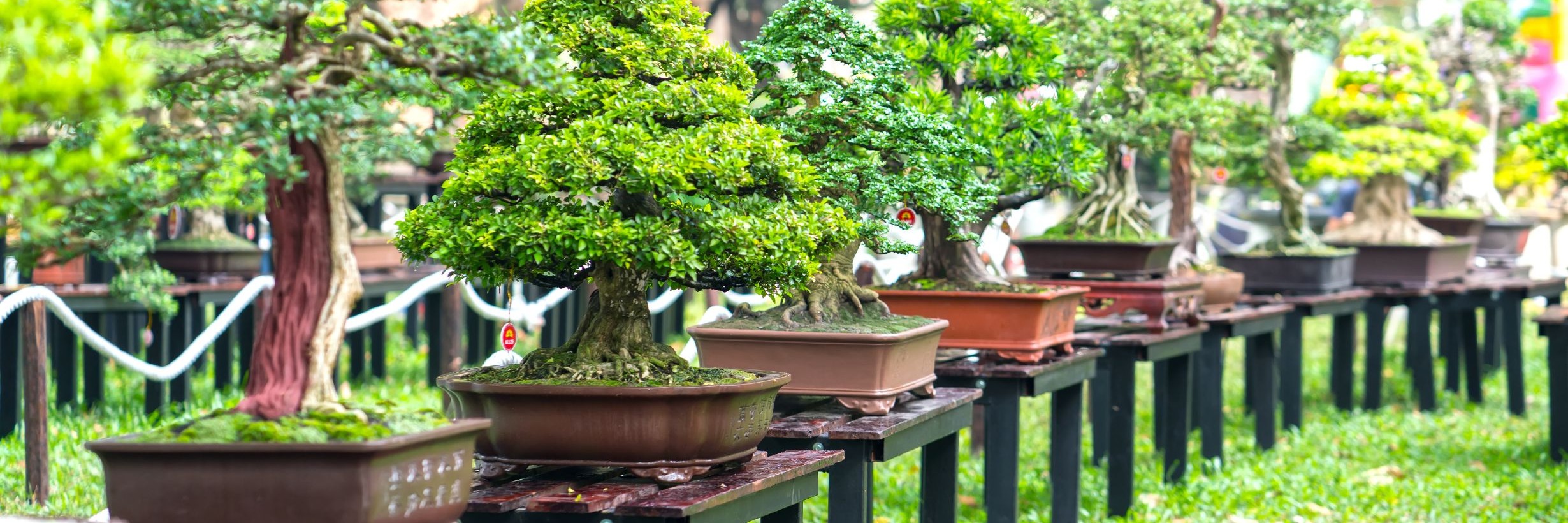 Bonsai Beginners on Quicket