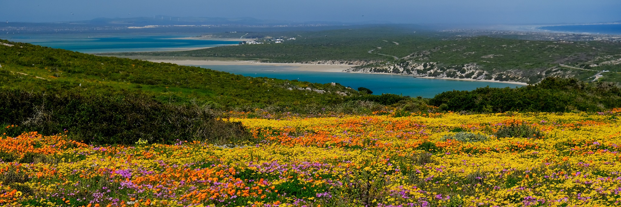 Book tickets for West Coast Spring Flower Hike (GUIDED)