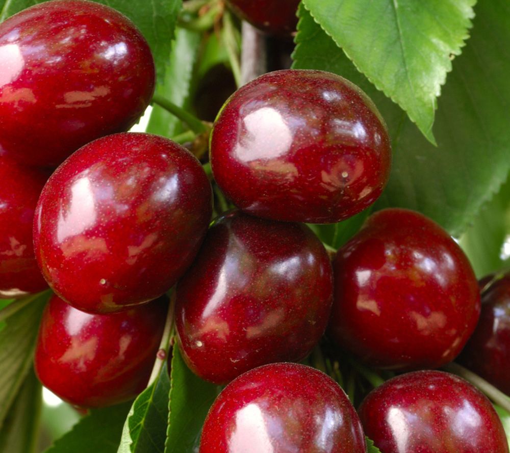 KEYZERS® Rarität Kirsche Sweety süße Früchte 1 Pflanze QVC.de