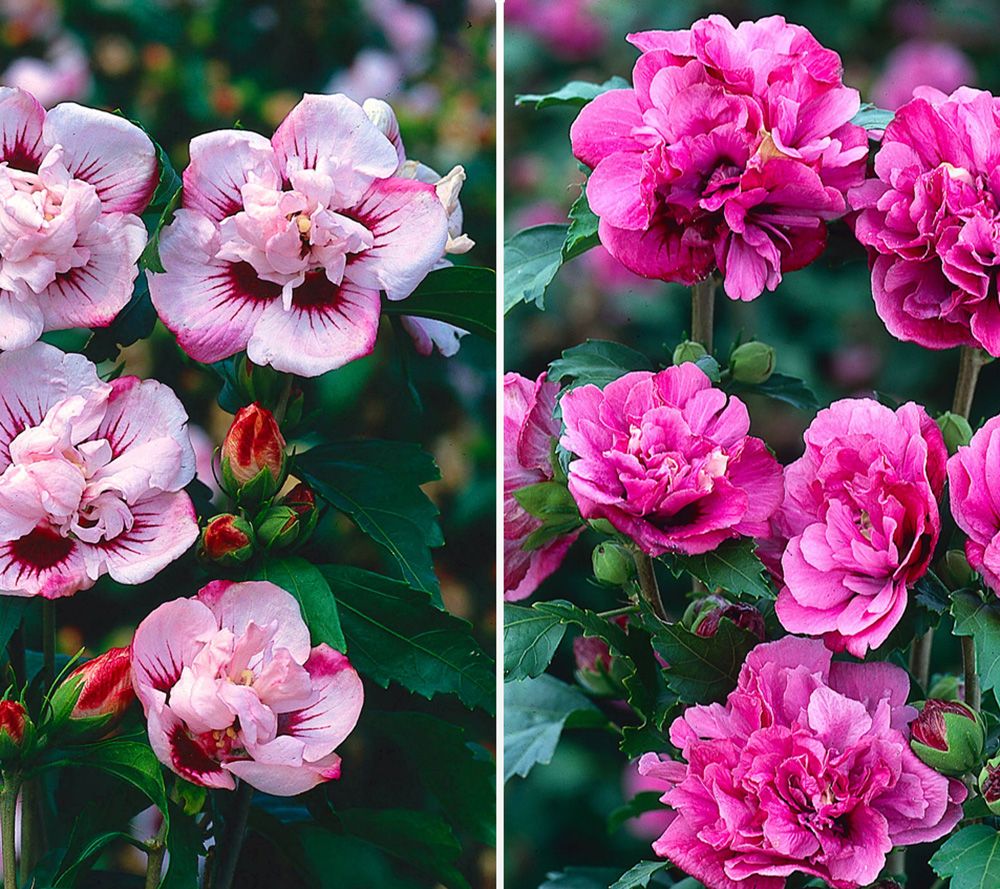 KEYZERS® Rarität Hibiscus gefüllte Blüten 2 Pflanzen — QVC.de