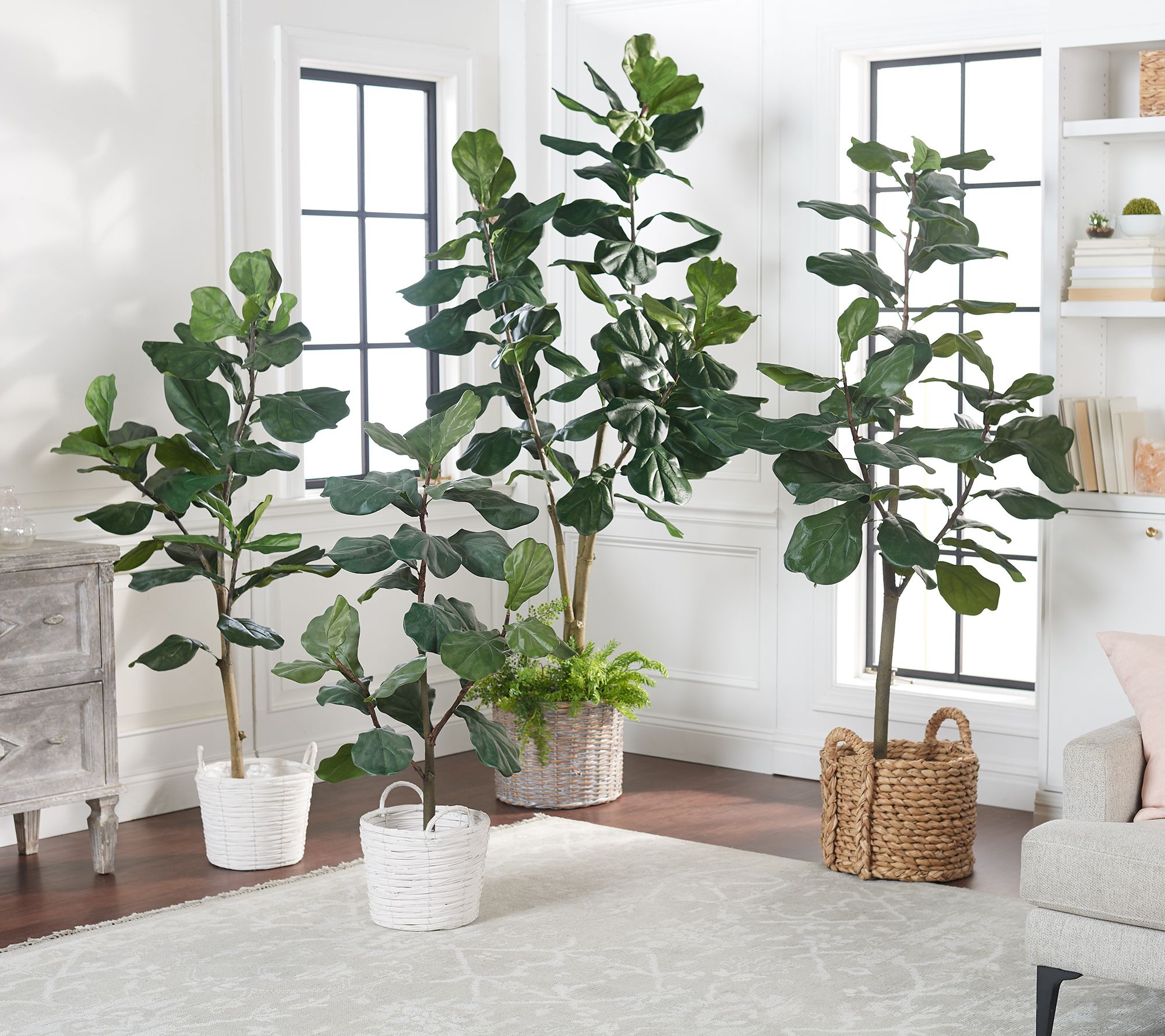 6 Faux Fiddle Leaf Tree In Starter Pot By Valerie Firwan's Guide to