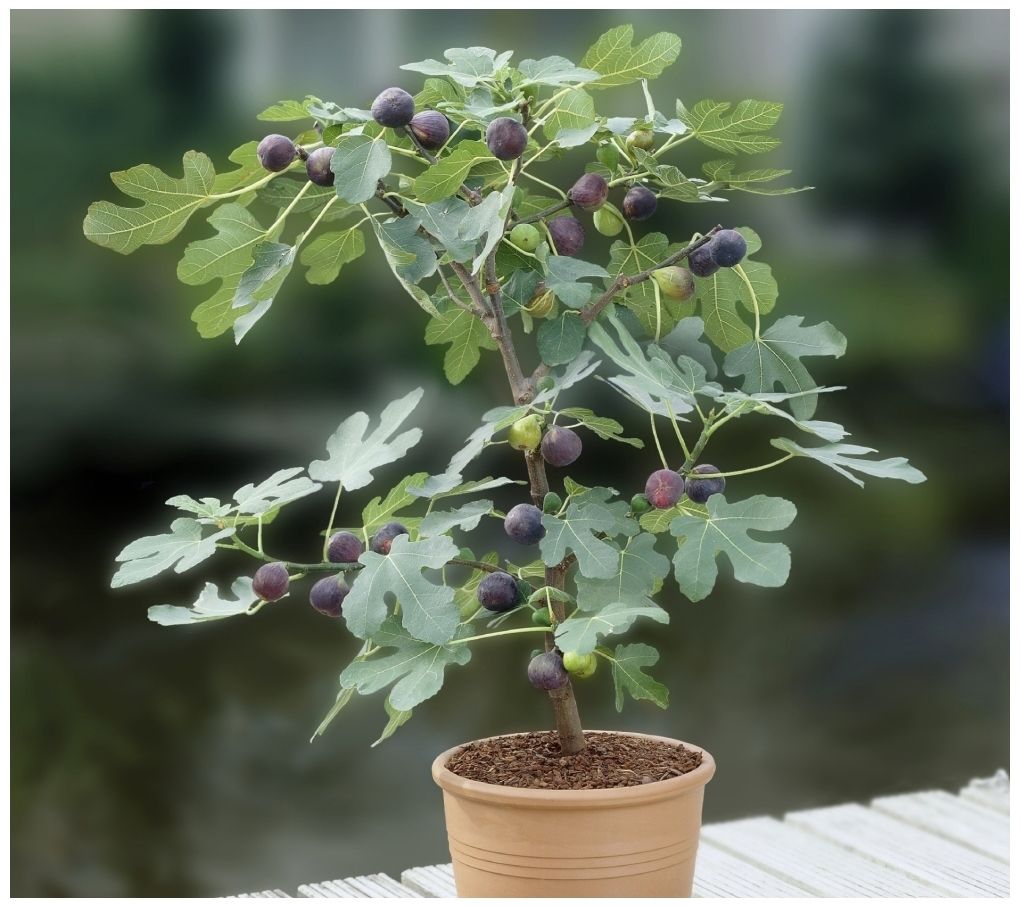 Cottage Farms Olympian Fig Tree Page 1 —