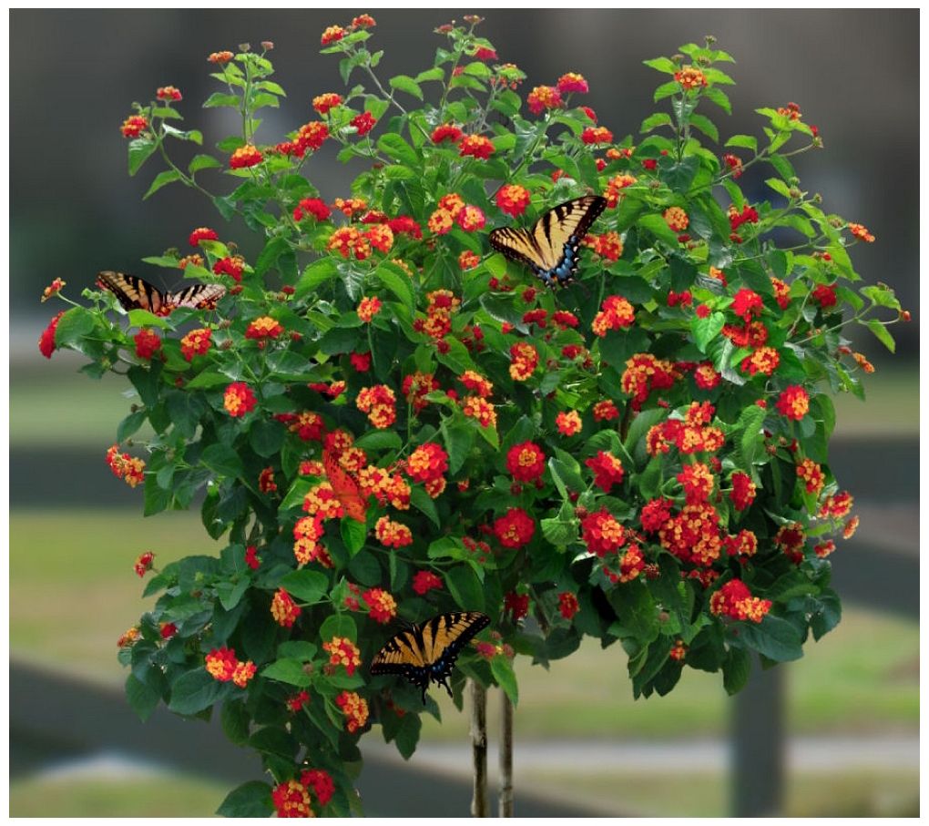 Cottage Farms Dallas Red Lantana Patio Tree Page 1 —